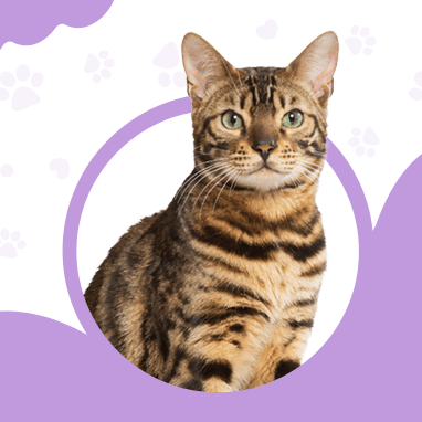 Bengal Cat Character: Is This Demanding, Energetic Breed Your Match?