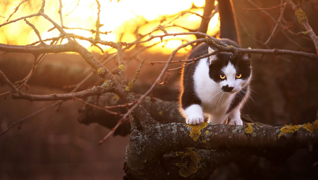 The Bengal Personality: Wild Instincts Meet Affectionate Companionship