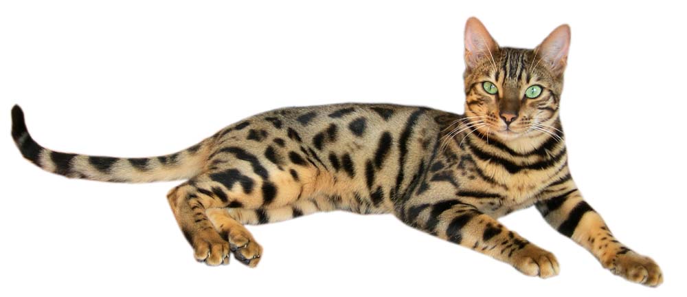 Unleash the Wild: Understanding the Bengal Cat's Panther-like Behavior